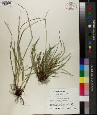 Carex basiantha image