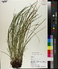 Carex basiantha image