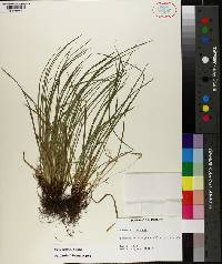 Carex basiantha image