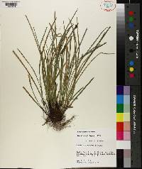 Carex basiantha image