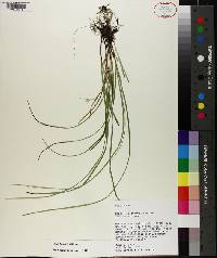 Carex basiantha image