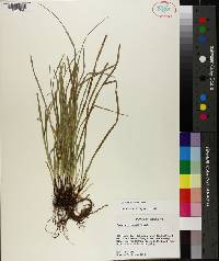 Carex basiantha image