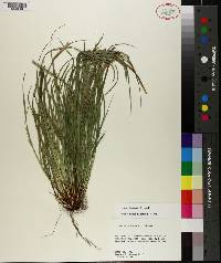 Carex basiantha image