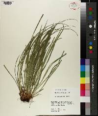 Carex basiantha image