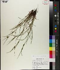 Carex bulbostylis image