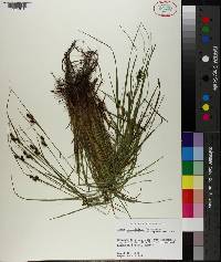 Carex caroliniana image