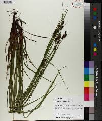 Carex caroliniana image