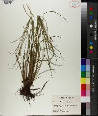 Carex caroliniana image