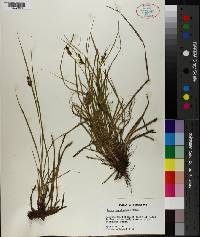 Carex caroliniana image