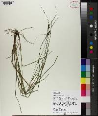 Carex caroliniana image