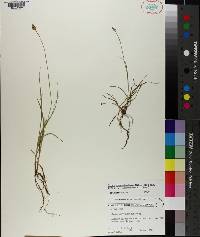 Carex leavenworthii image