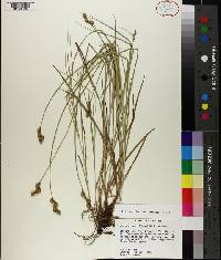 Carex brevior image