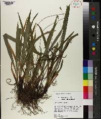 Carex careyana image