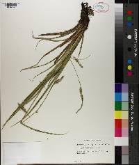 Carex cherokeensis image