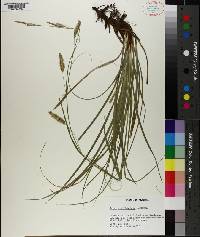 Carex cherokeensis image