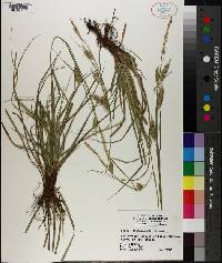 Carex cherokeensis image