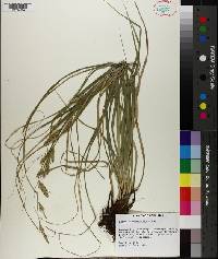 Carex cherokeensis image