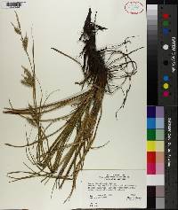 Carex cherokeensis image