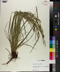 Carex cherokeensis image