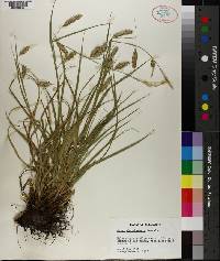 Carex cherokeensis image