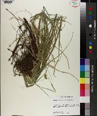 Carex cherokeensis image