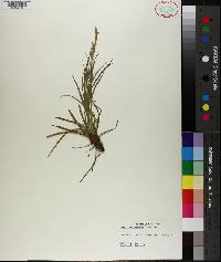 Carex cherokeensis image