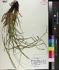 Carex cherokeensis image