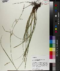 Carex cherokeensis image