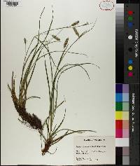 Carex cherokeensis image