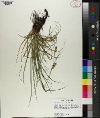 Carex cherokeensis image