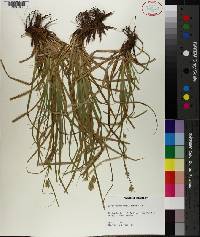 Carex cherokeensis image