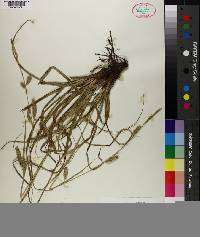 Carex cherokeensis image