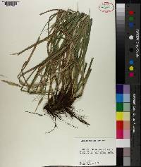 Carex cherokeensis image