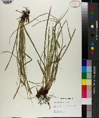 Carex cherokeensis image