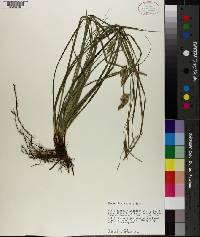 Carex cherokeensis image