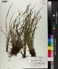 Carex crebriflora image