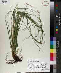 Carex cherokeensis image