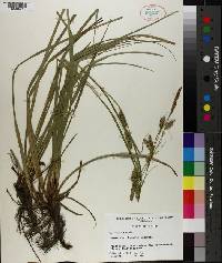 Carex cherokeensis image