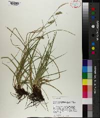 Carex cherokeensis image