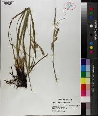 Carex cherokeensis image