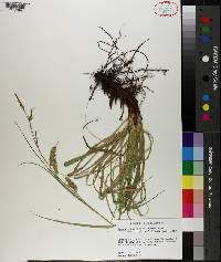 Carex cherokeensis image