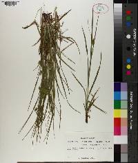 Carex complanata image