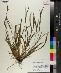 Carex crebriflora image