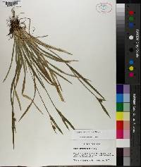 Carex crebriflora image