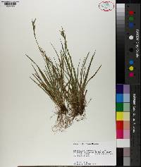 Carex crebriflora image