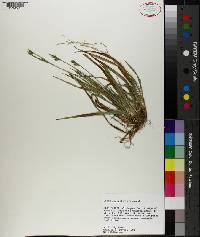 Carex crebriflora image