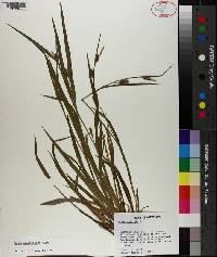 Carex crebriflora image