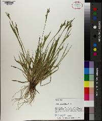 Carex crebriflora image