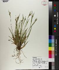 Carex crebriflora image