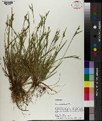 Carex crebriflora image